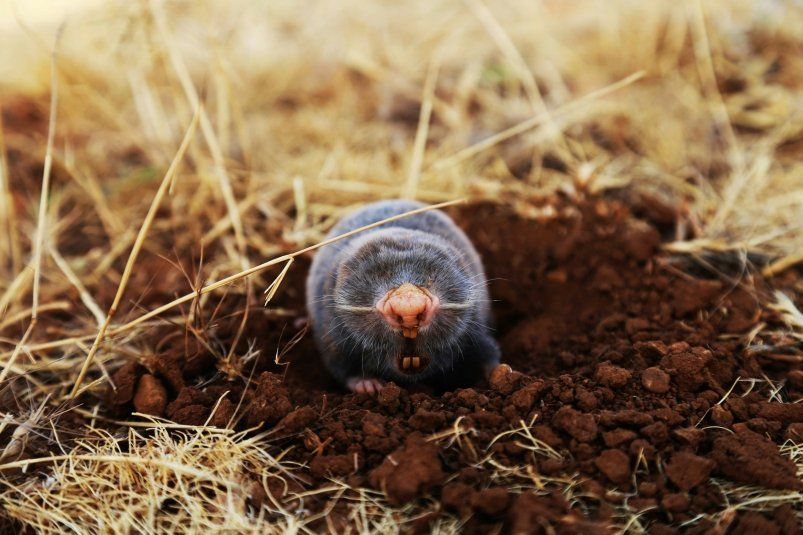 Кроты побегут – как черт от ладана: аптечное средство за 2 копейки – и больше никаких дыр и ходов