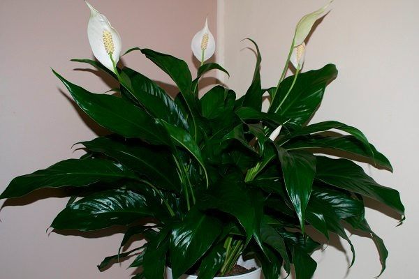 Спатифиллум: Элегантность и Привлечение Внимания
