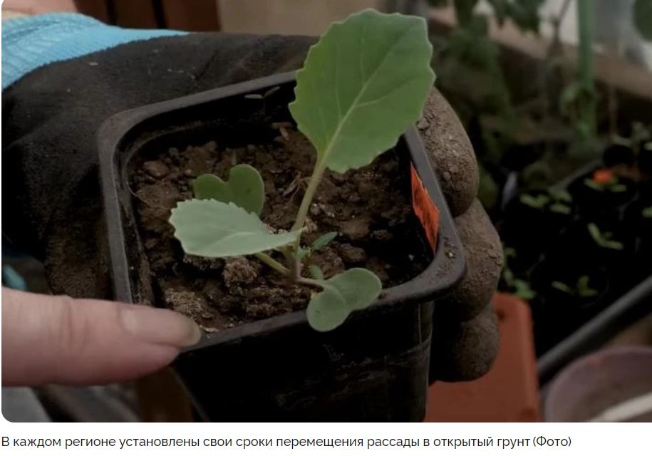 Идеальное время для высадки капусты: секреты успешного выращивания