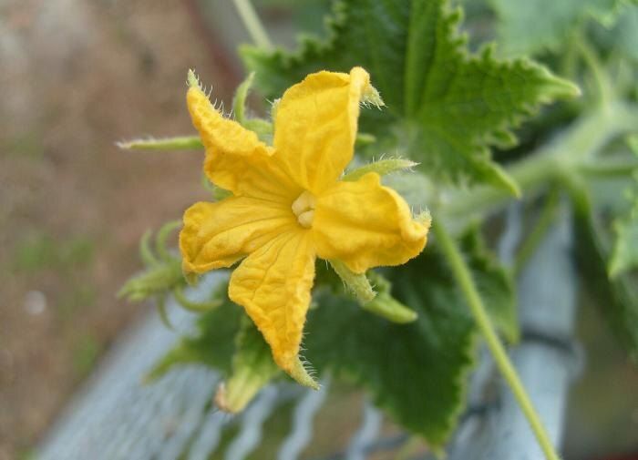 Советы по уходу за огурцами в жаркие дни