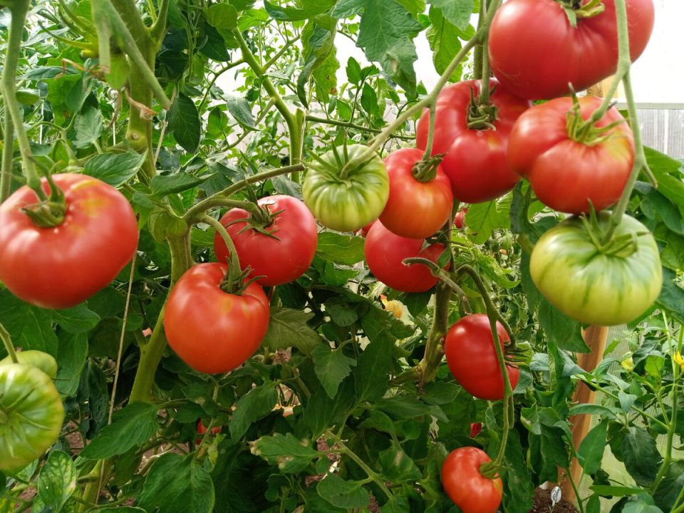 Верните настоящий вкус: актуальные сорта помидоров для истинных гурманов