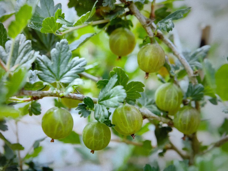 Как осенняя обрезка крыжовника обеспечит вам яркий ягдный урожай