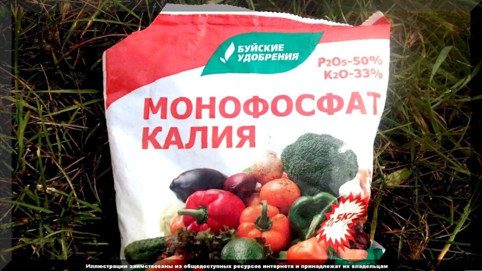Как правильно использовать монофосфат калия для процветания вашего сада