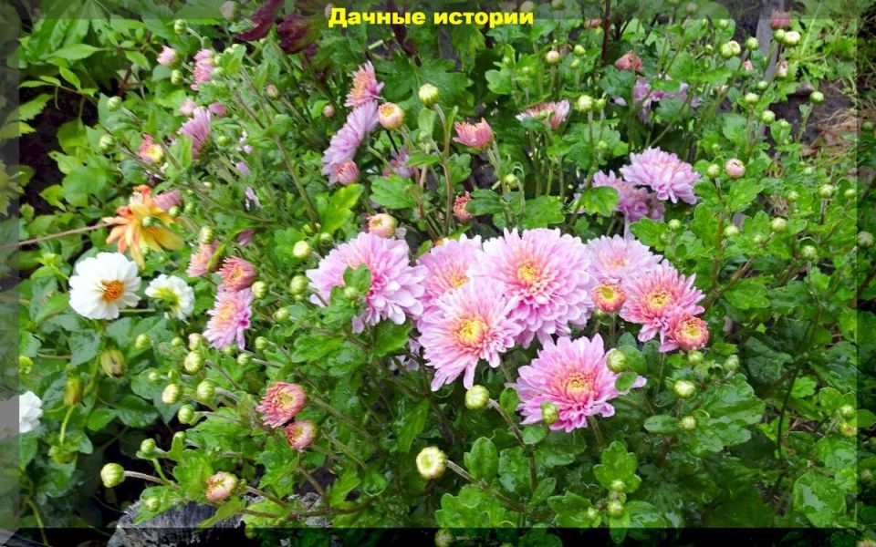 Успех осенней посадки хризантем и мультифлор