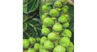 Брюссельская капуста: секреты успешного выращивания