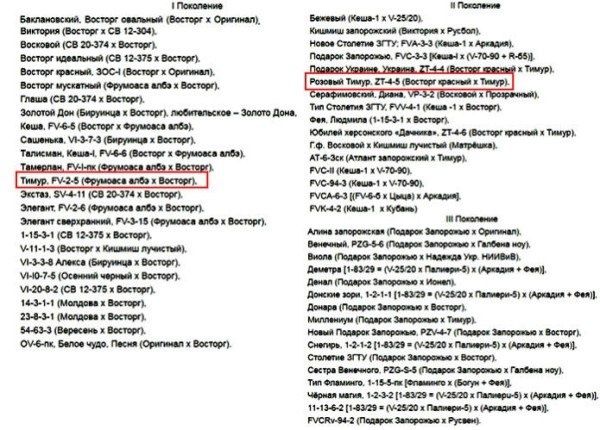 Виноград Тимур: от классики до новых горизонтов