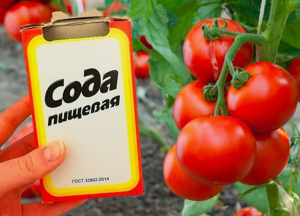 Удивительный эффект соды: как увеличить урожай томатов до ведра с куста