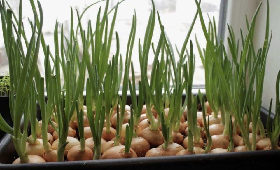 Как заставить лук расти на подоконнике: секреты успешной выгонки зелени