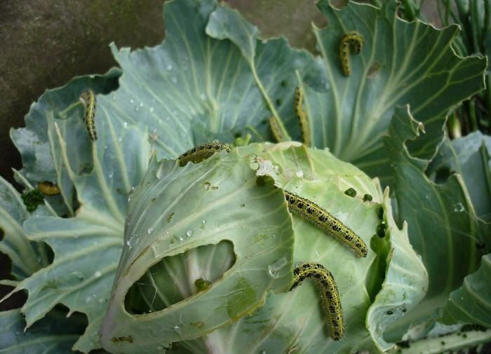 Натуральные методы борьбы с вредителями: как сода спасает урожай