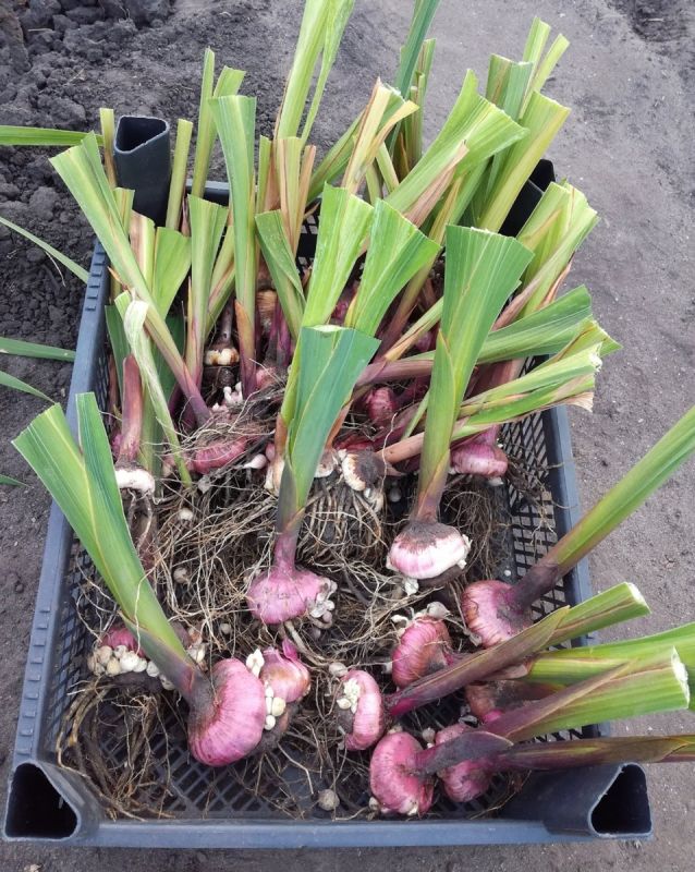 ����� �������� ������: ����� � ��� ��������� ���������� ���������� � ��������