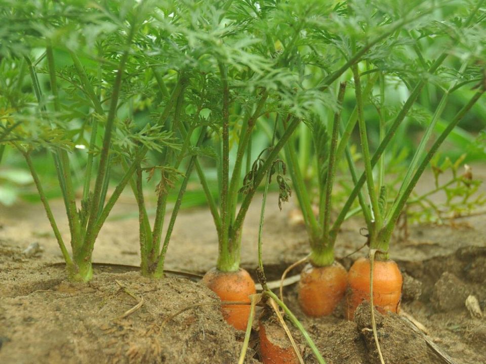 ��������� �� ������: ��� �������� ������������ ���� �����