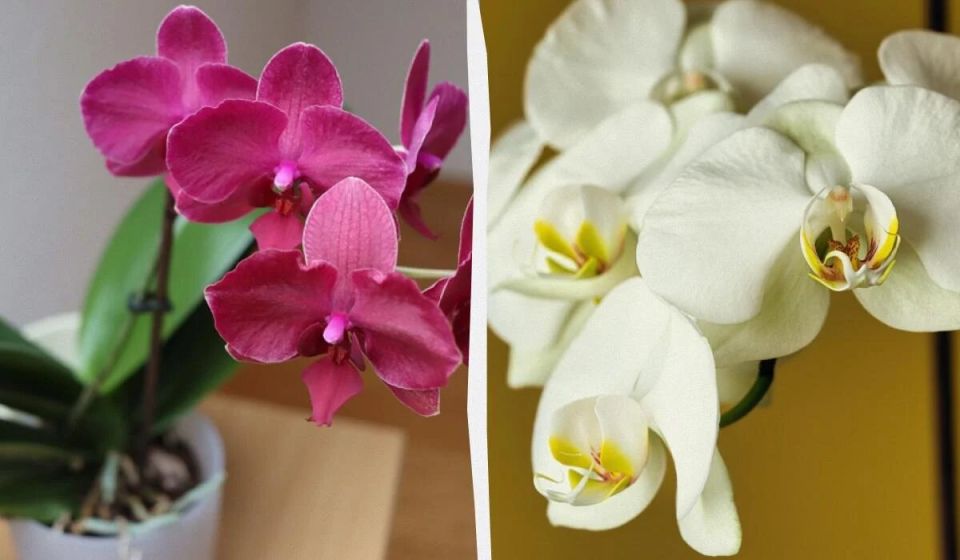 ��� ���������� ������� � �������� ��������: ��� ������� ������ ��� ���������