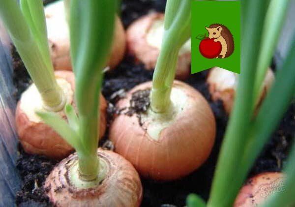 ������� �������� ����� �������� ���� �� �����������