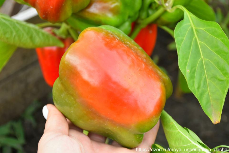 ������ �����: ��������� ����� ��� ������ ������� � 2026 ����