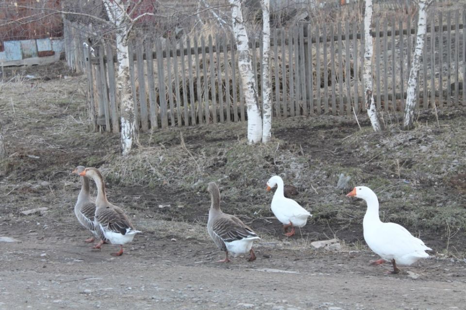 ������ ���� �� �������: ���� ������� � ��������� �������