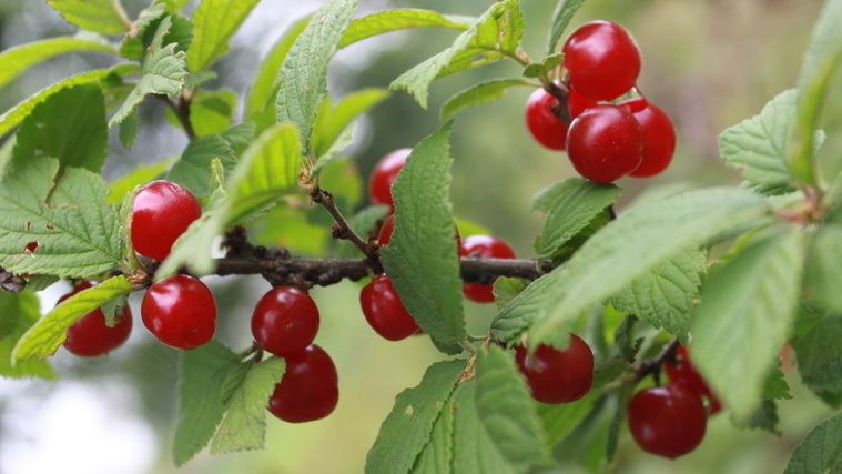 �������� ��������: ��������� ������������� �������� �������