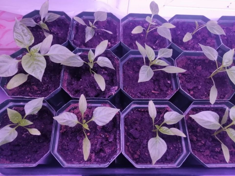 ��� ��������� �� ��������: ������� ����������� ������ �� ��������