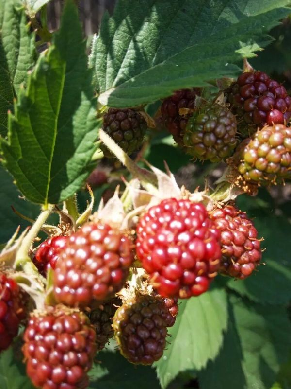 ��� � �������