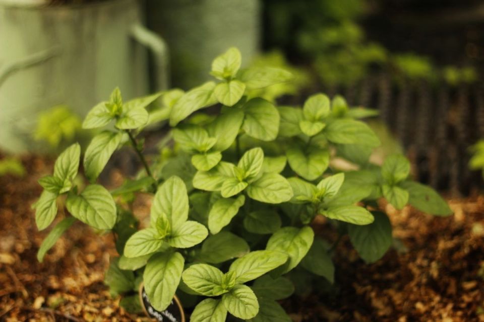 ��������� ��������: ��� �������� ���� ����� �������� ��� ���