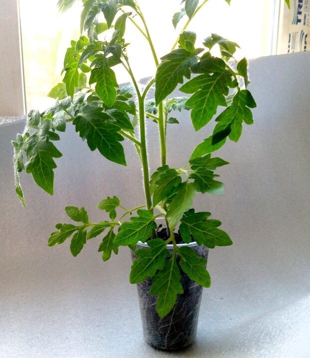 ����� ������������� ������� ����� �������� � �����?