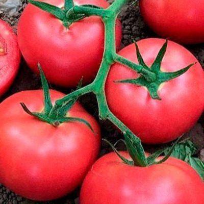 ����� ������� ����: ������� ������� ������ � ���������� �����