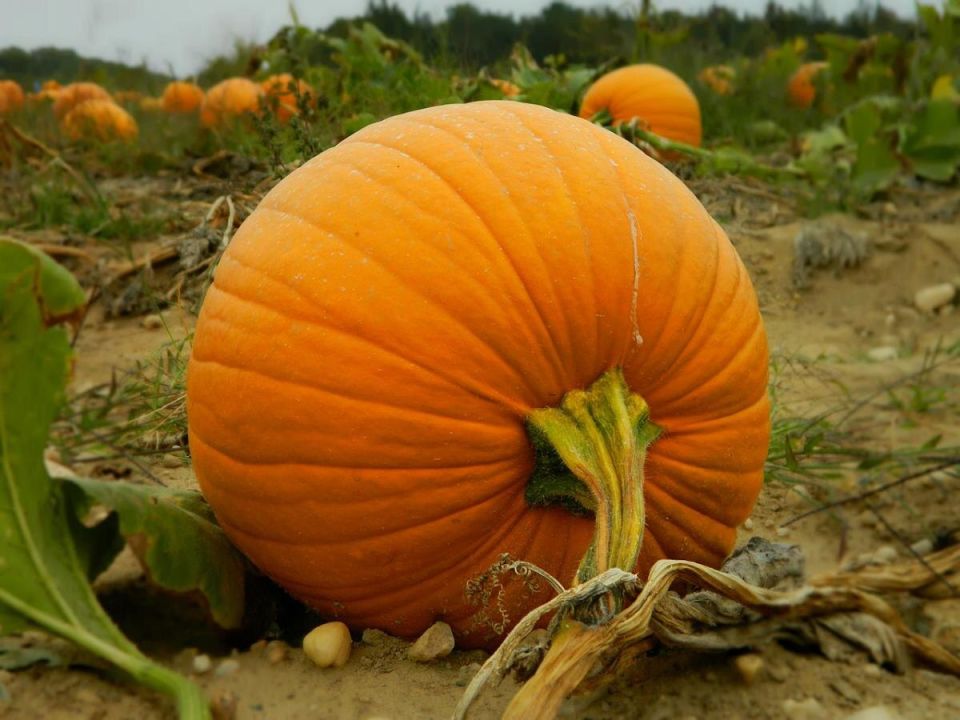 ��������� �������� � ����: ������� ������ ��� ������ ������