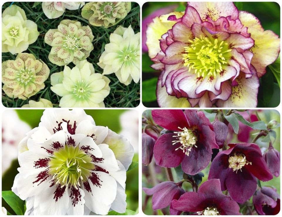 ��������: ������ ����, ������� �������� ��� ���