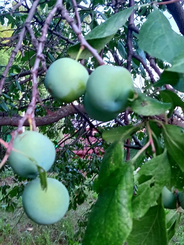 ����� �������: ��� ��� ���� ������� � ���