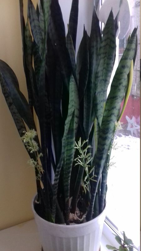 Как заставить сансевиерию зацвести: простые советы для начинающих