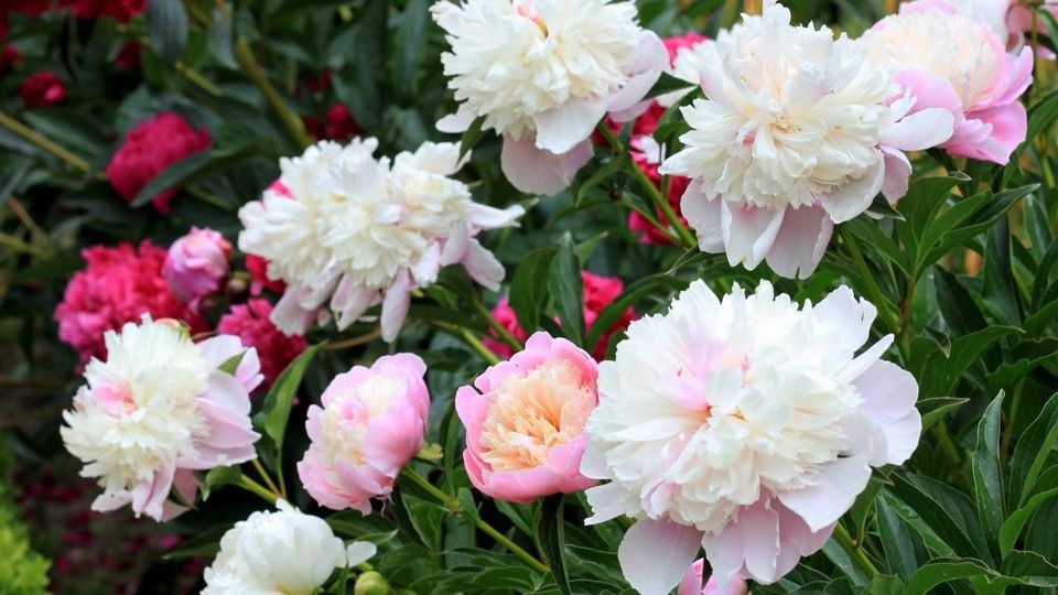 Как правильно ухаживать за пионами в конце лета: советы для успешного цветения