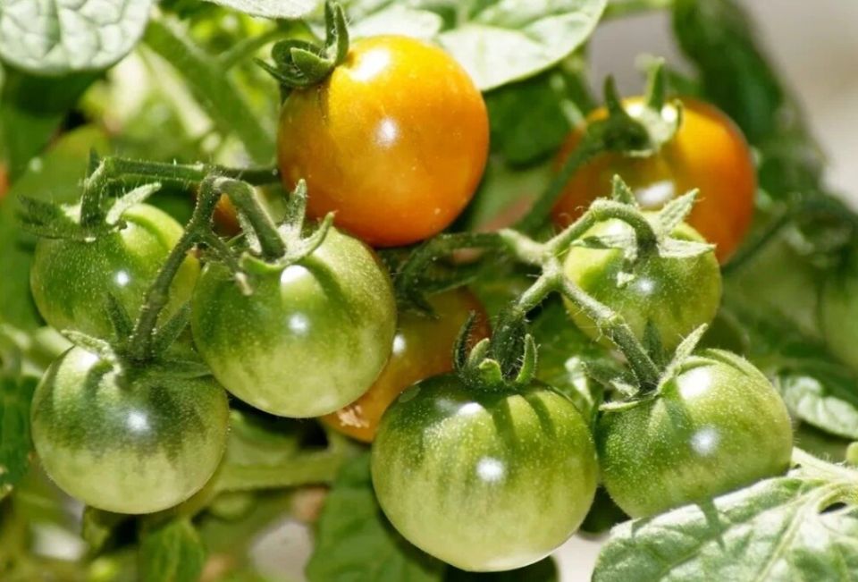 Как заставить томаты поспеть: секреты ускорения созревания плодов