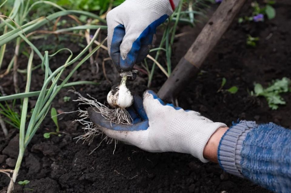 ������� �������� ������� ������� �������: ������ ��� ��������