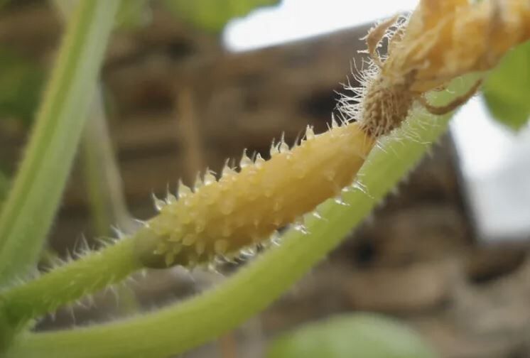 ������ ��������� ������ �������: �������� ������� � ���� �������