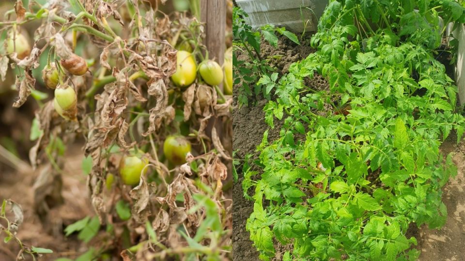 ������� ��������� ������: ������������� ������, ������� ����� ��������