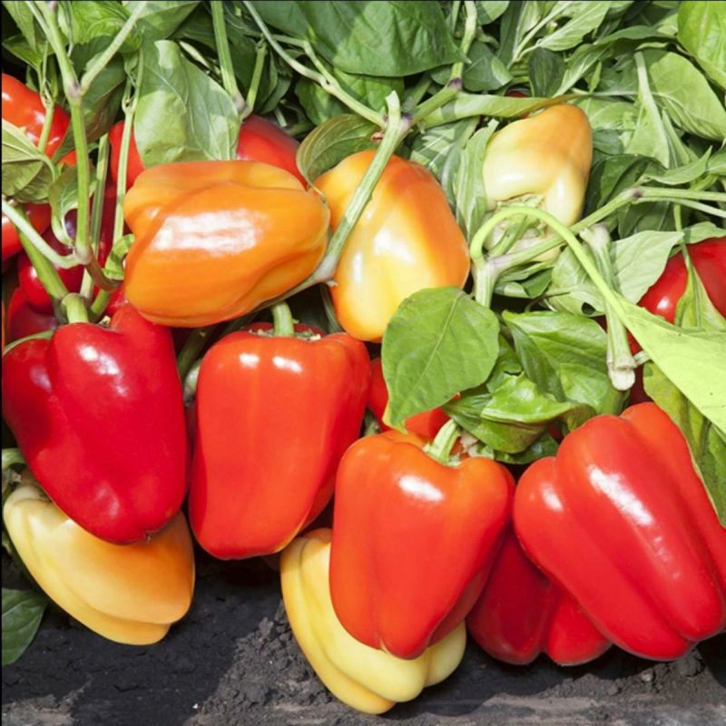 ��� ������� ��������� ���� ����� ��� ������� � ��������� ������: ������ � ������������