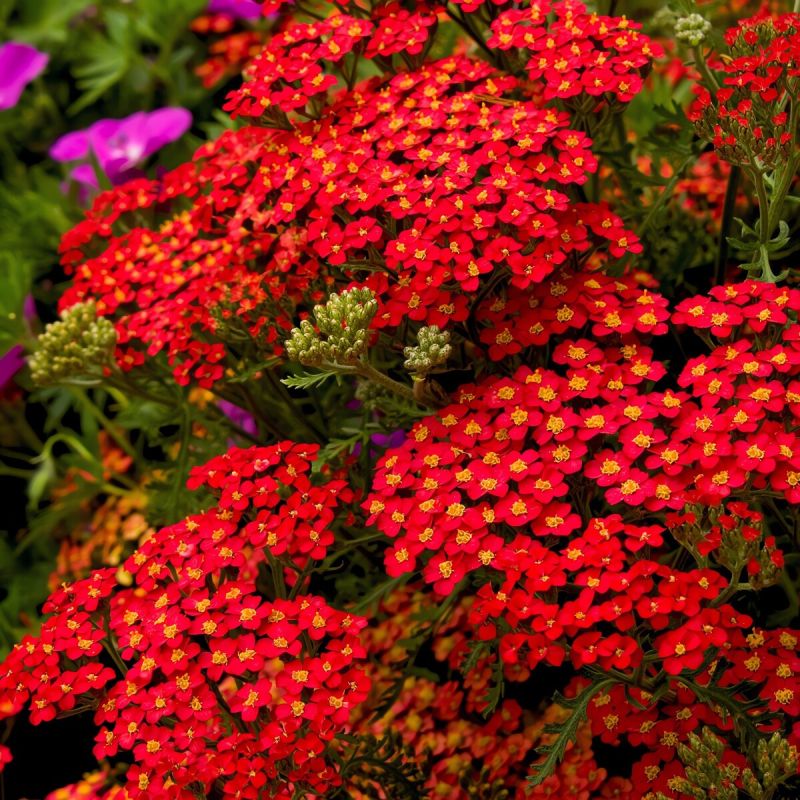 7 многолетников-рекордсменов: цветут дольше прочих и не требуют особого ухода