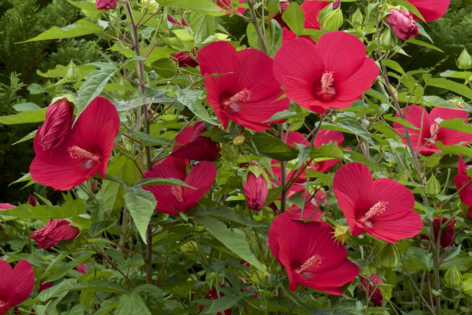 Идеальные двойники: как выбрать лиственные кустарники для дачного участка