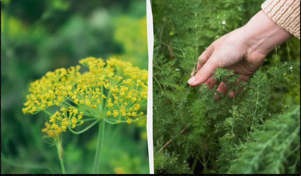 ��������� ����� �� ������ ����� ����� � ������� ������� ��� ������� �One