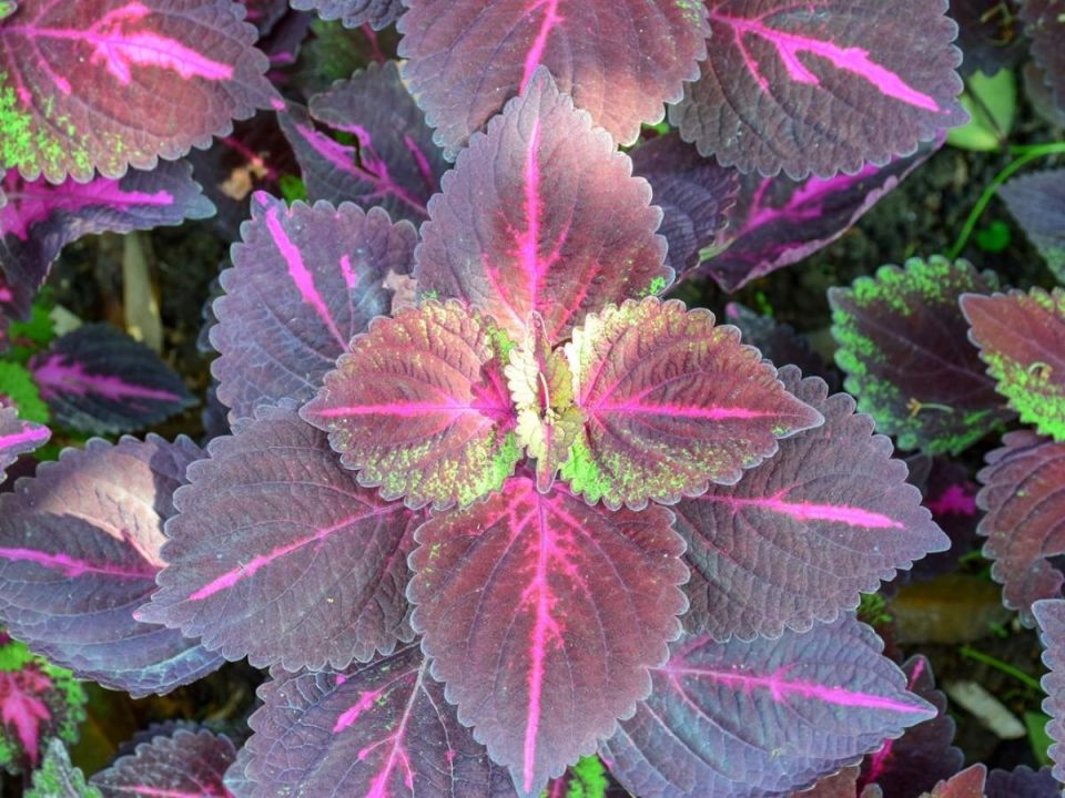 ��� �������� ����� ���� ������ �� ������: ������ �� �����