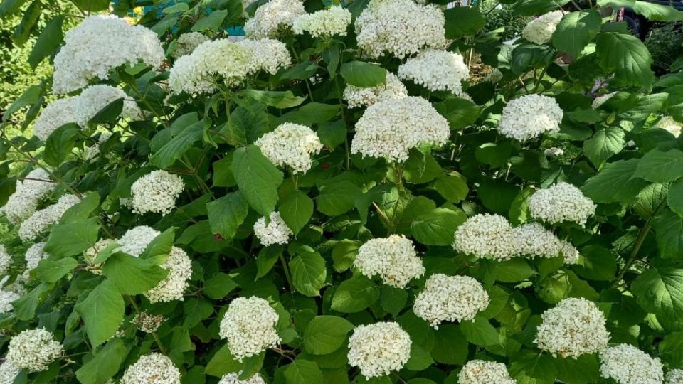 Почему не цветут гортензии: простые причины и решения