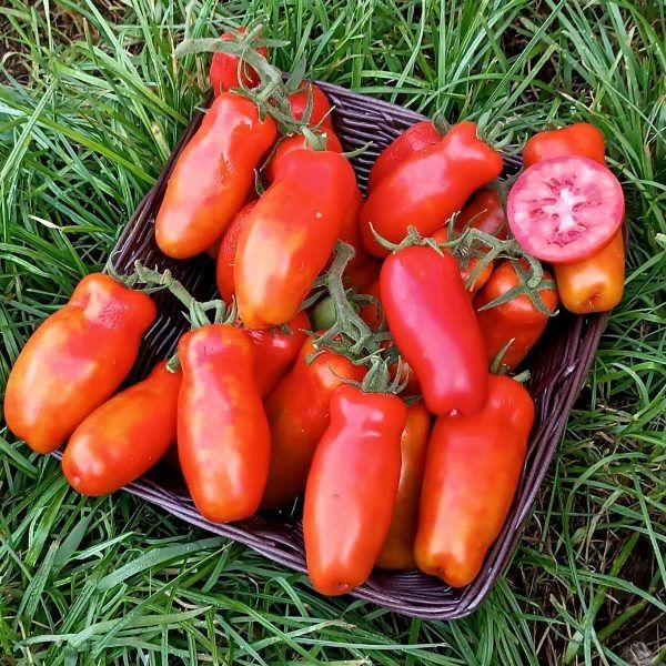 Томат Санькина любовь: спокойный взгляд на ранний урожай и непритязательность в открытом грунте