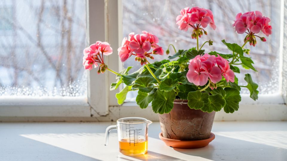 ��� ������ ����� ��������� ����� � ���������� ��������� ������ �������