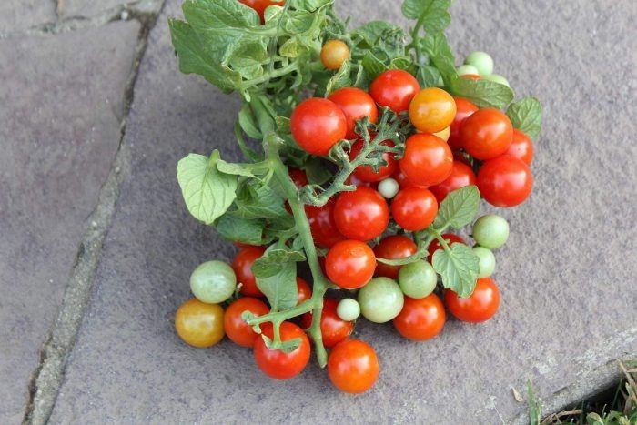 ����� ������ �������: ������������� ������ ������ ��� ����� �������