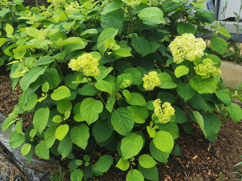 Расхламление сада: осенняя радость наблюдателя