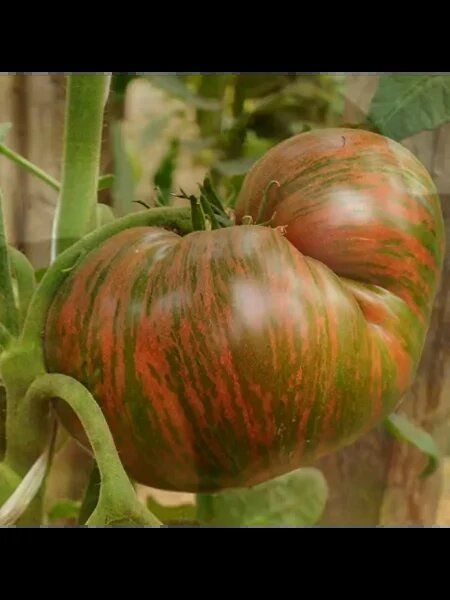 Томат Лунный свет Блейна: необычный цвет и вкус для вашего стола