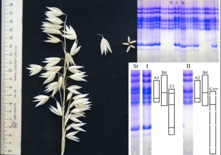 Как база запасных белков овса превращает привычное зерно в источник устойчивого будущего