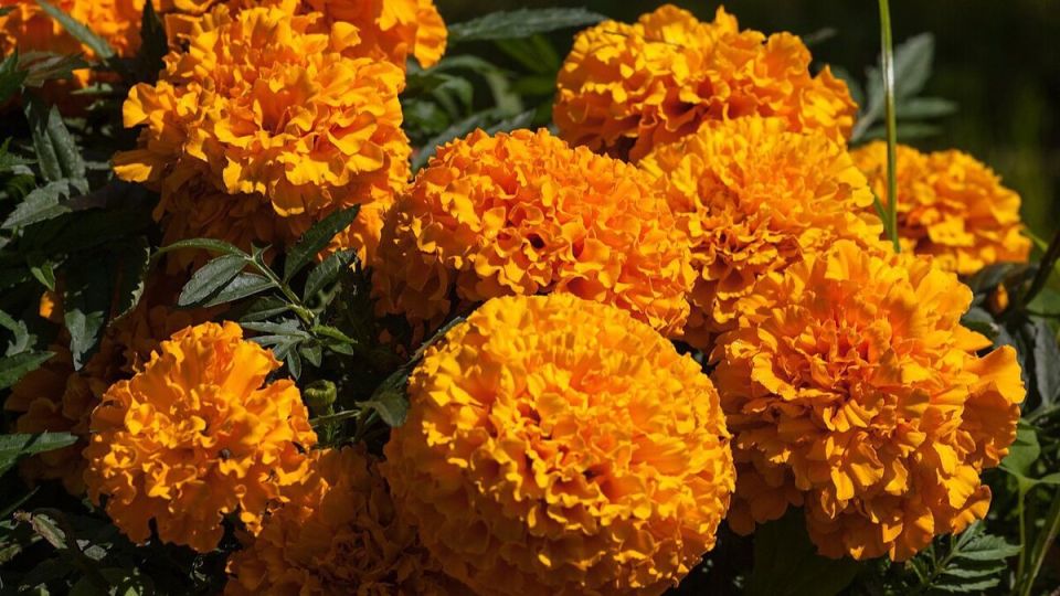 Зачем сажать бархатцы: польза для сада и дома