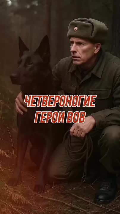    .  -    ,      
