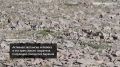 22 мая отмечается Международный день биологического разнообразия