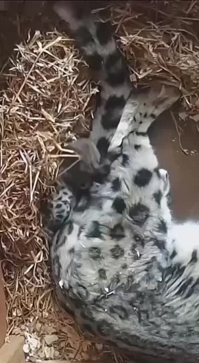       !